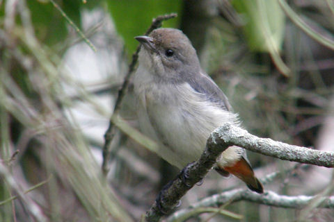 Mistletoebird (Dicaeum hirundinaceum)